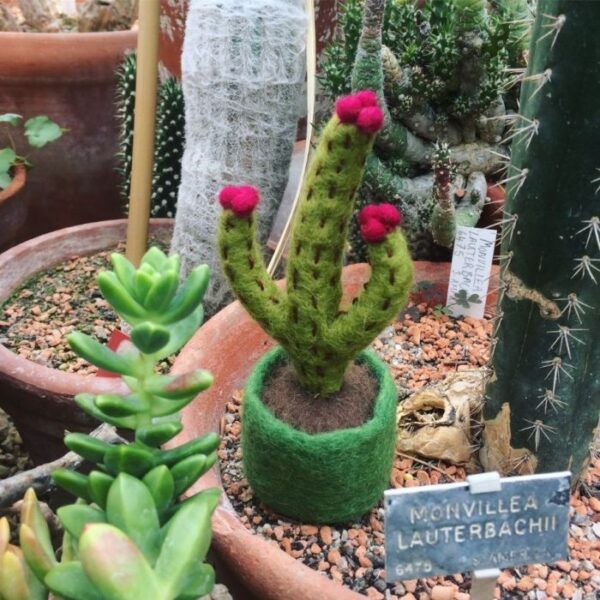 Felt so good - Handmade Felt Biodegradable Fake Miniature Plants Decoration-Blossoming Hedgehog Cactus